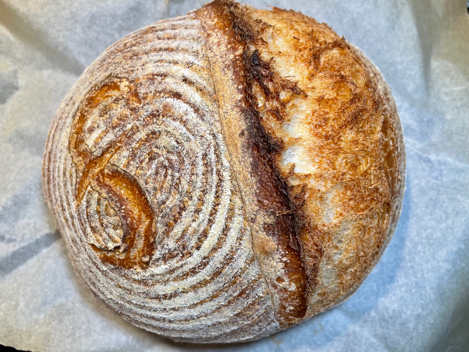 Fortissimo Baking Sourdough this was my My Very First Loaf!