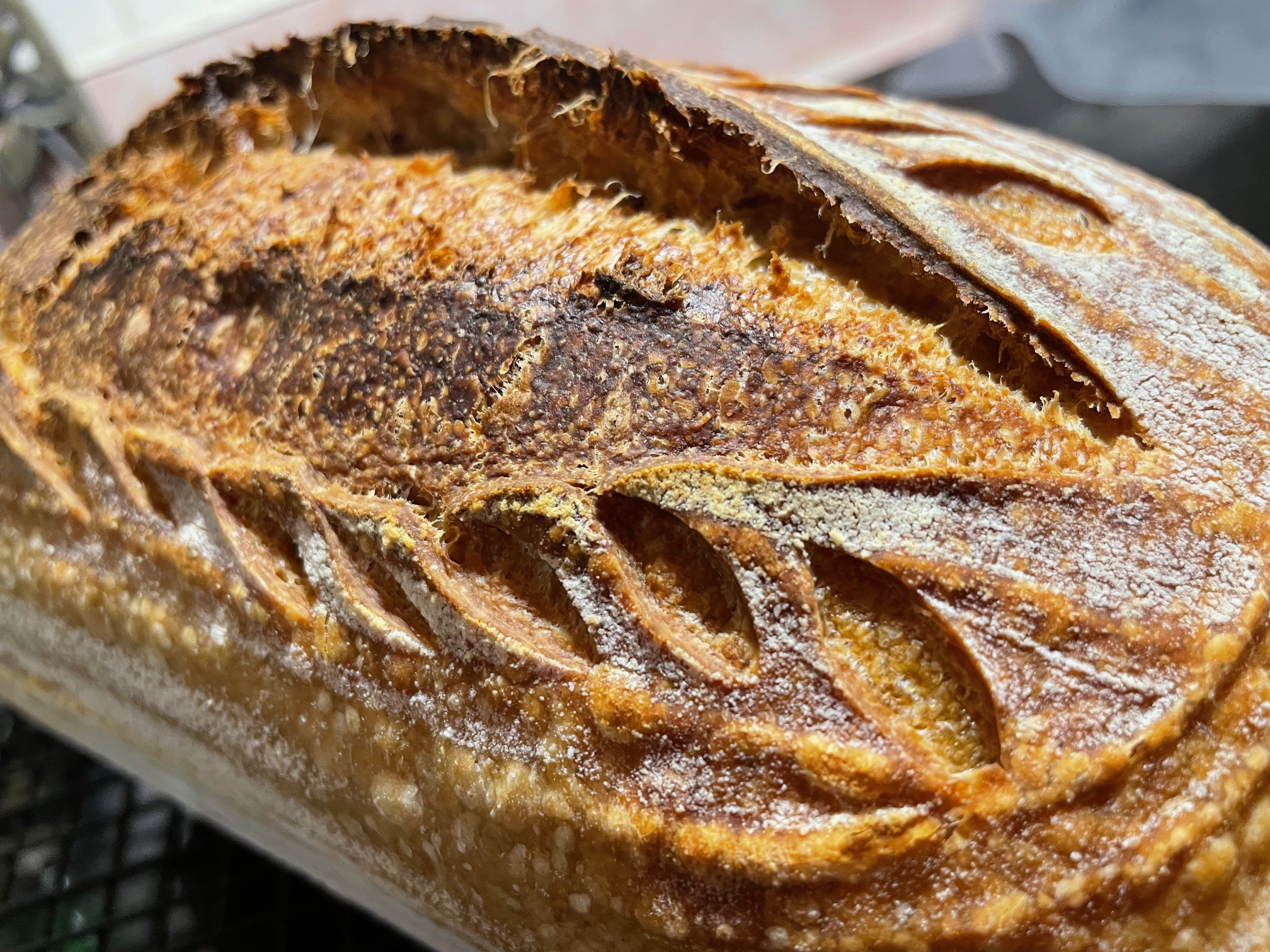 Fortissimo Baking Sourdough Alien Expansion Scoring